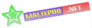 maltepoo.net.jpg